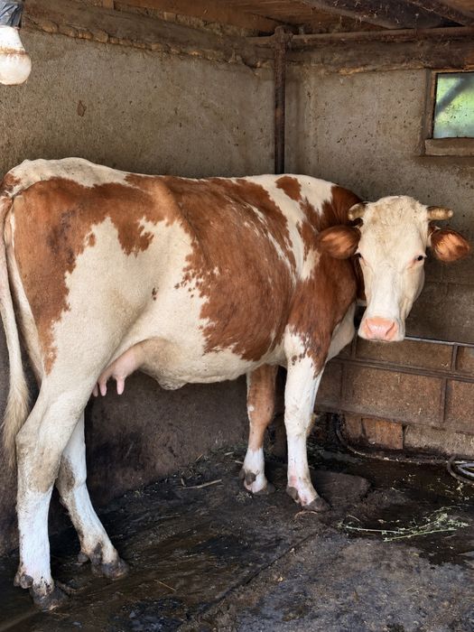 Vaca Baltata Romaneasca gestanta 5 luni