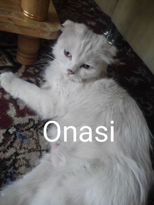 Zotdor, qiz bola 1 oylik narxi kelishiladi