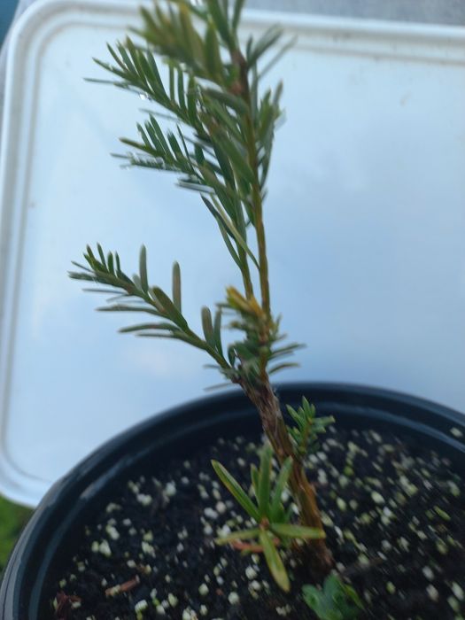 Разсад ТУЯ СМАРАГД и др. вечнозелени растения