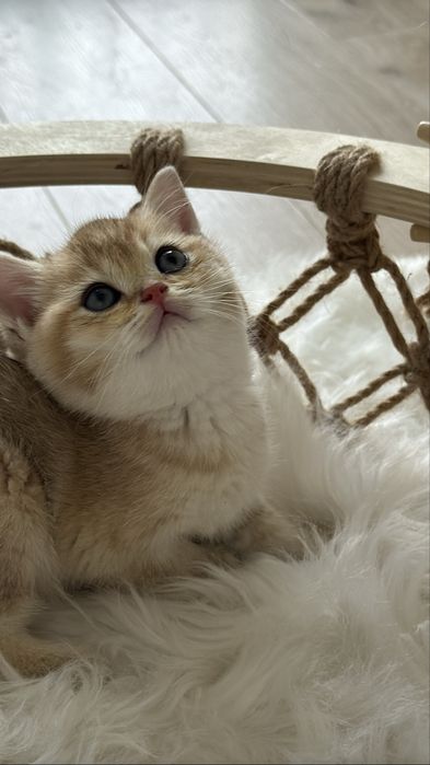 Британские  котятки!