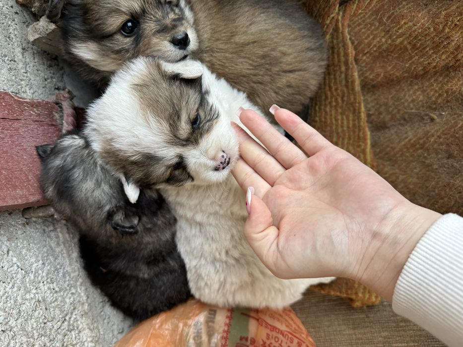 Срочно отдам Щенков