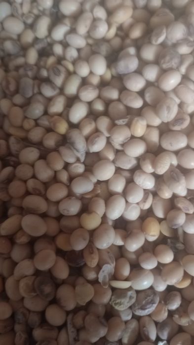 Vând Soia Producție 2025