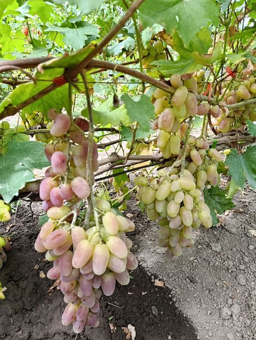 Продам виноград Приобретение