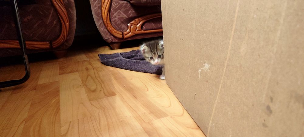 Продам котят вислоухих