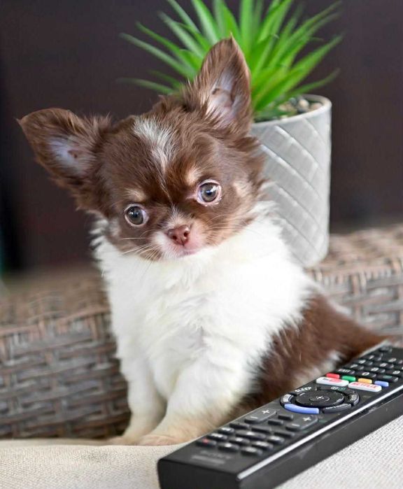 Мъжко дългокосместо мини чихуахуа бял шоколадов тен