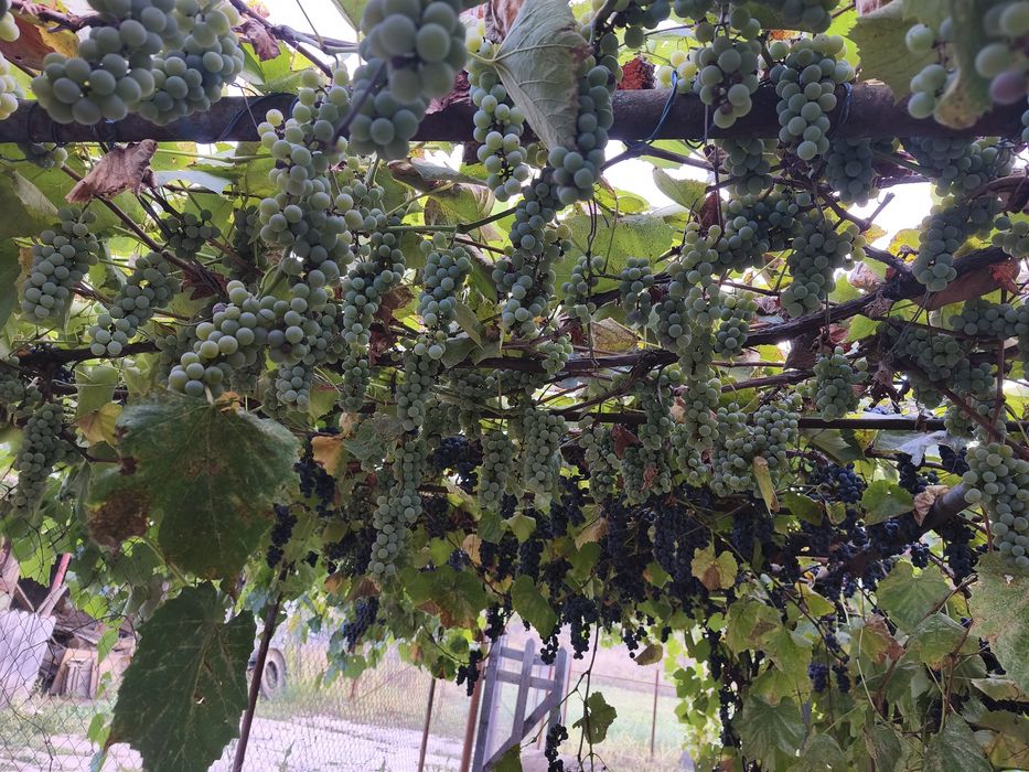 Struguri se vanzare