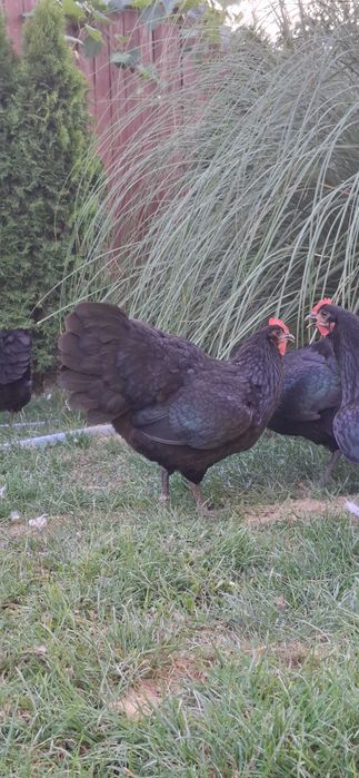 Puicii australorp negru