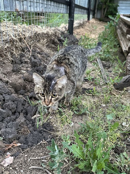 Котенок активный