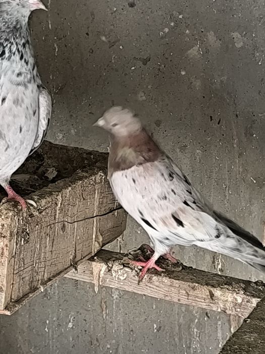 Продаются мрамарные бакинцы