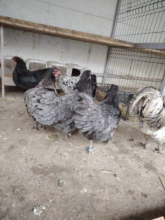 Vând ouă gaina  Australorp albastru și negru. Pentru incubat