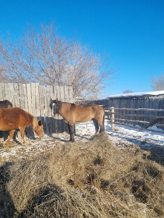 Продам жеребца 8 лет