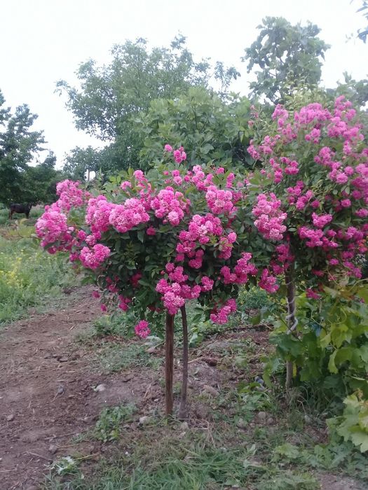 Дехкончилик штамповая атиргуллар сотилади нархи оптом холда . Продаётс
