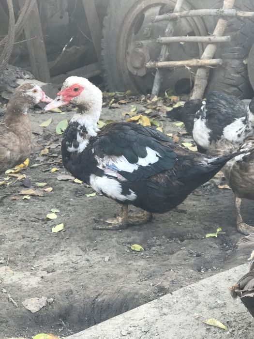 Продаются индоутки