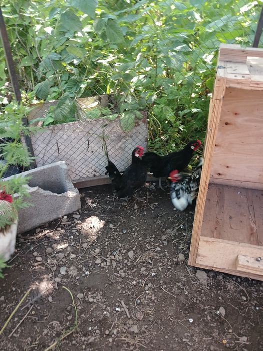 Продам  карликовых петухов