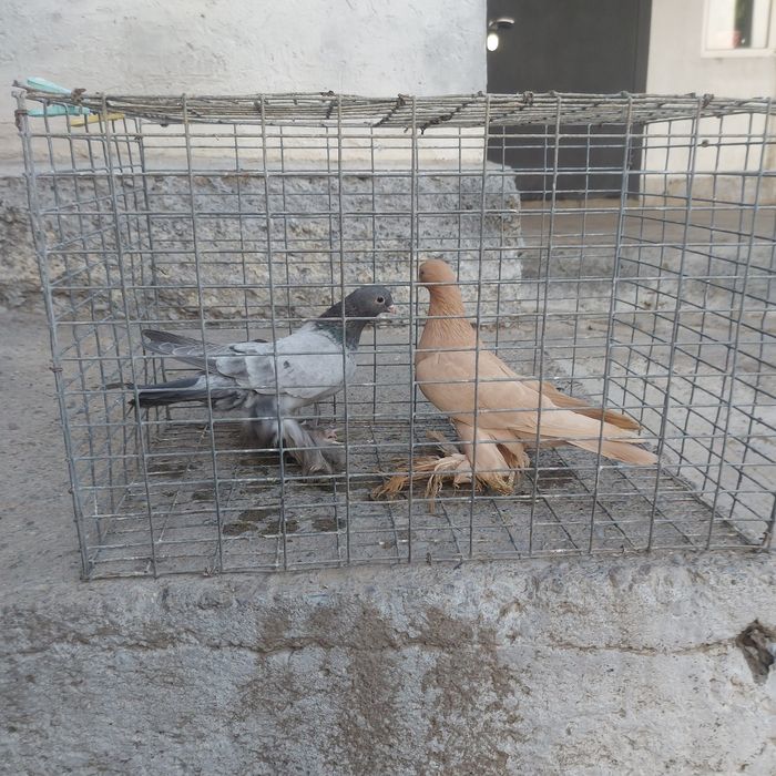 Челкар голубка лохманоги