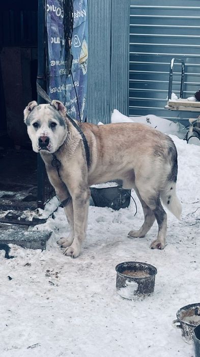 Обмен Алабая, предлагайте варианты