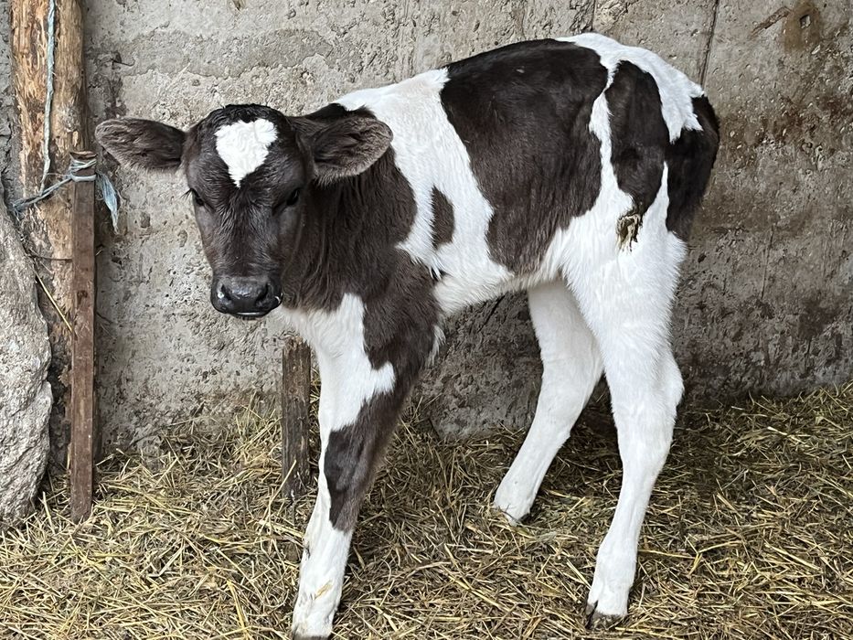 6 vitei de rasa 2 femele si 4 taurasii