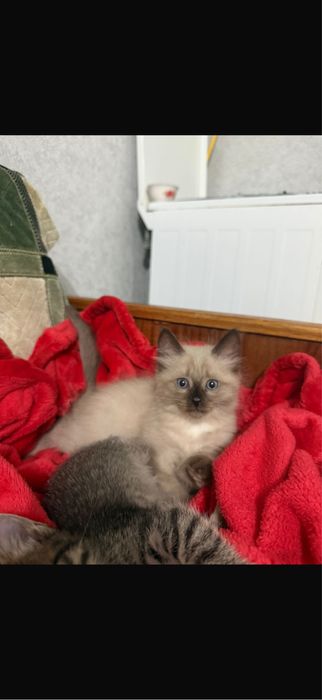 Продам сиамского котенка