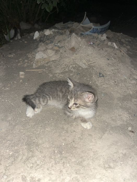Кошки очень хароший