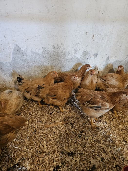 Vand puicute mixte mari