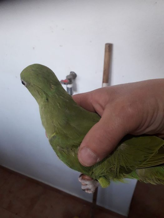 Perusi,ninfe,micul Alex și zebre australiene