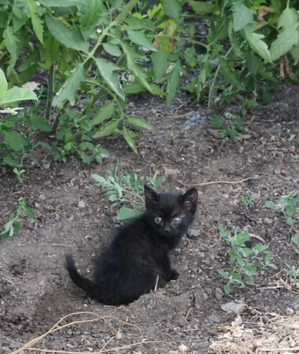 Котята в поисках добрый рук