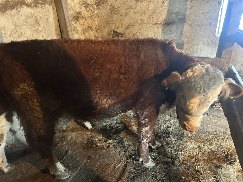 Баспак 2 аяагы сатылады