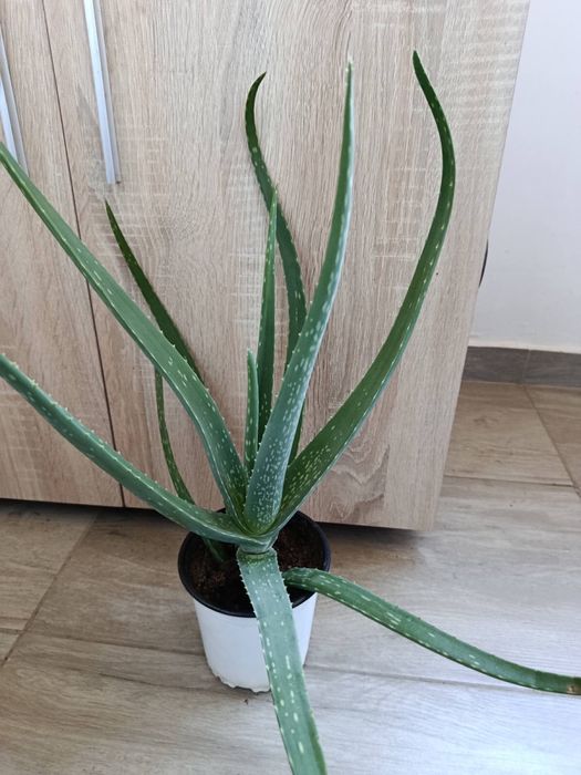 Синсевиера ,Алое Вера и Сингониум