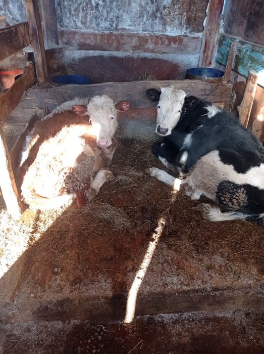 Продам скот 4 головы