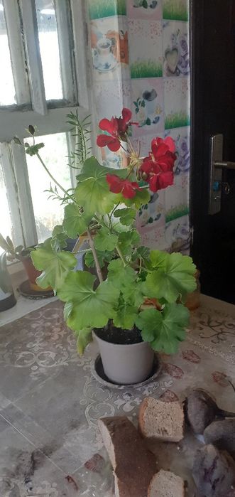 Домашние растения