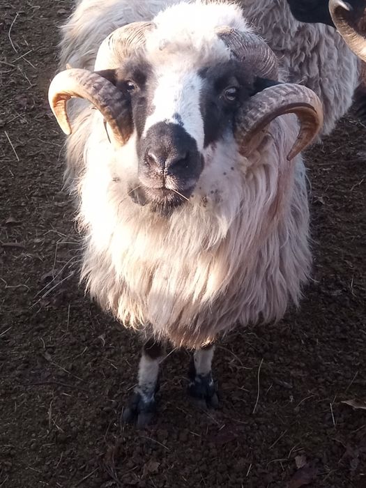 Vând berbec bun de ținut !