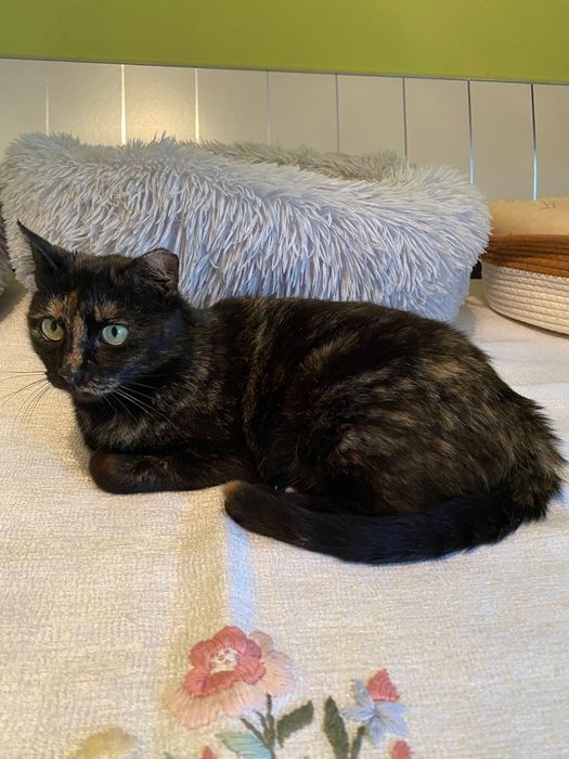 Adoptie pisica tortoishell Hera