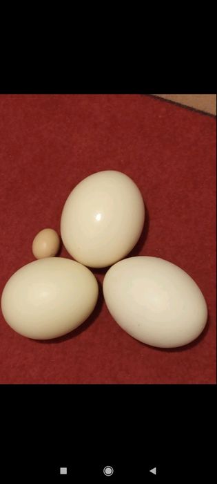 Щраусови яйца !!!