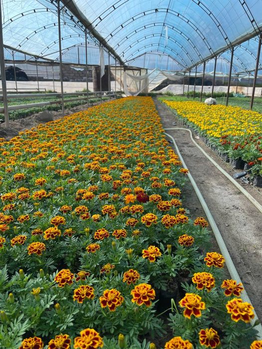 Gul ko’chatlar bananza salviya taygest shafran