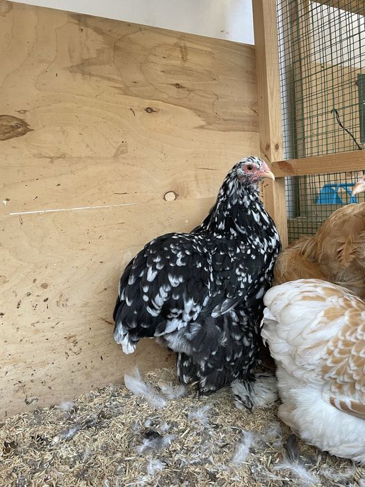 Brama Mramor 1+1 Toza Qon