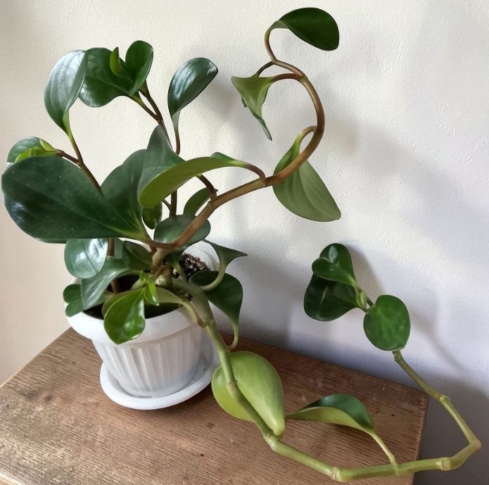 Комнатное растение ПЕПЕРОМИЯ