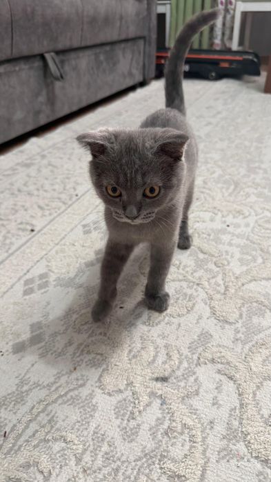 Продам котенка. 3 месяца