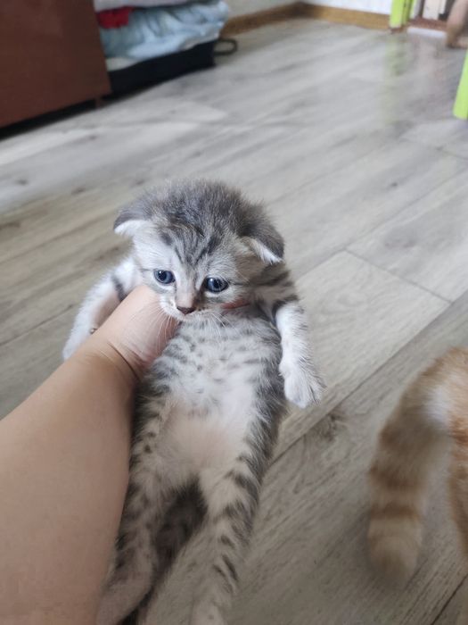 Продам котят, две девочки и два мальчика