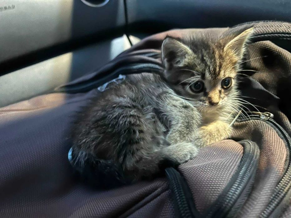 бесплатно отдам котенка