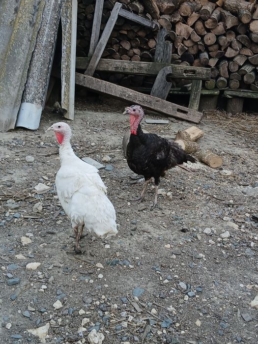 Vând doua curci de casă