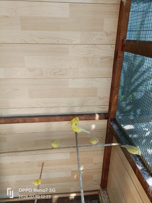 Canari de cantec