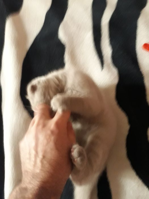 Продаю котят пароды скотишь фольд и скотишь страйд