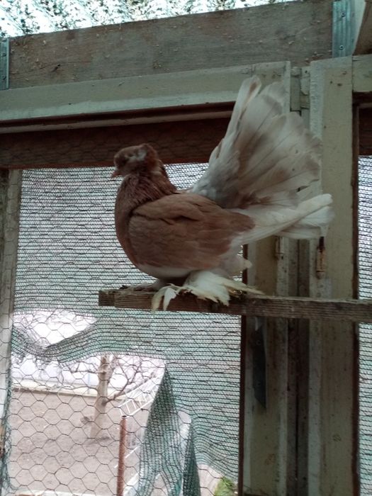 De vânzare porumbei voltati indieni