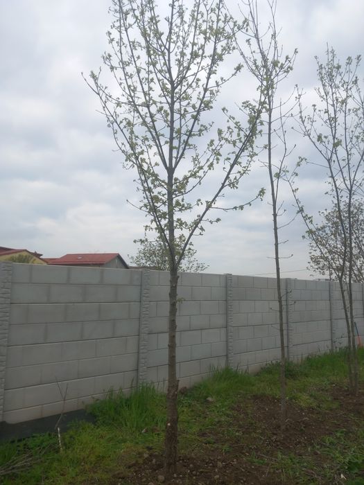 Frasin (fraxinus excelsior)
