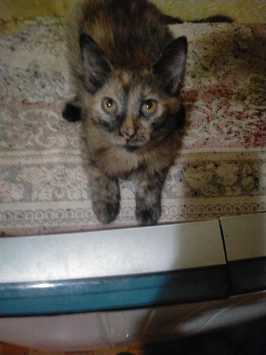 Отдам котят даром срочно
