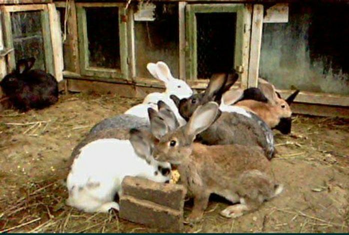 Iepurași pui mici și mari diferite rase mărimi și culori