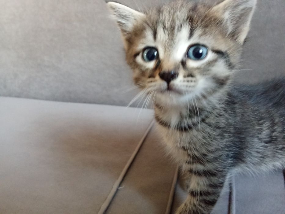 Отдам котенка в добрые руки