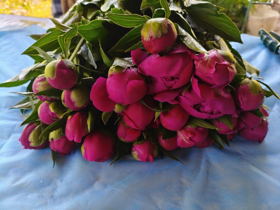 Пионы в бутонах.