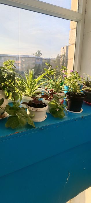 Комнатные цветы в ассортименте