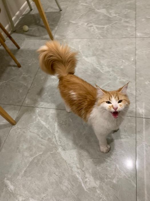 Девочка мейнкун с родословной